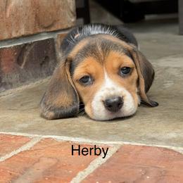 Herby - Black tan and white male Beagle puppy in Mansfield, Missouri from Rippee Creek Kennel