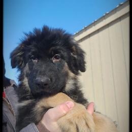 Mouth - Black and tan male German Shepherd puppy in Fort Jennings, Ohio from Von Holtzapple German shepherds