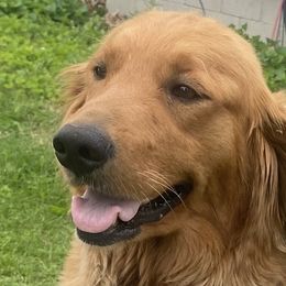 Golden Retrievers from Precious Golden's