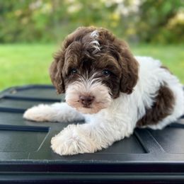 Paige - Parti female Schnoodle puppy in Warrensburg, Missouri from Dreamer Ridge Puppies