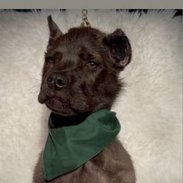 SKAR - Chestnut brindle male Cane Corso puppy in Hayward, California from Grande Kennels