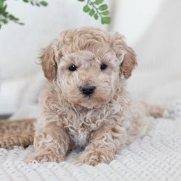Maltipoo, Shichon, and Shihpoo Puppies from Timbercreek Puppies