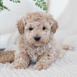 Maltipoo, Shichon, and Shihpoo Puppies from Timbercreek Puppies
