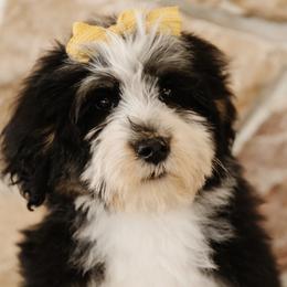 'Biscuit' Yellow Collar Female - Tri-color female Bernedoodle puppy in Kamas, Utah from A + E Farms