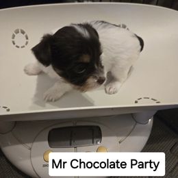 Yorkshire Terrier Puppies from Lewis Precious Paws