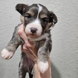Zara - Blue female Pembroke Welsh Corgi puppy in Norwood, Missouri from McGraw's Paws 🐾