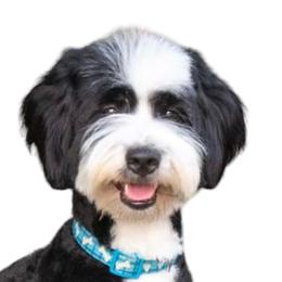 Miley - Bernedoodle