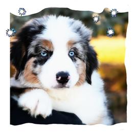 GUMDROP - Blue merle male Miniature American Shepherd puppy in Pasco, Washington from ROCK CREEK