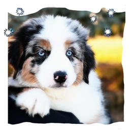 GUMDROP - Blue merle male Miniature American Shepherd puppy in Pasco, Washington from ROCK CREEK