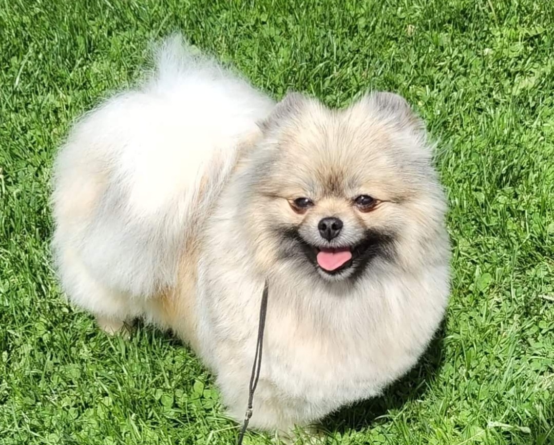 Daisy - Pomeranian