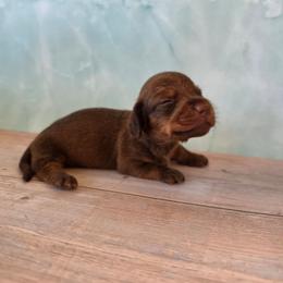 Vaughn - Chocolate and tan male Dachshund puppy in Florence, Arizona from Doxie Town Az