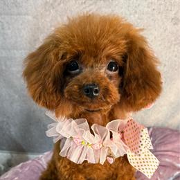 Mia Asian - Red  female Poodle puppy in San Diego, Temecula, Ontario, California from Yorkie & Maltese Royalty