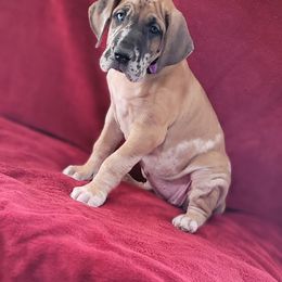 Great Dane Puppies from Bellaire Great Danes