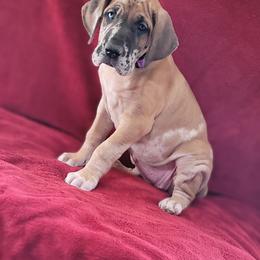 Great Dane Puppies from Bellaire Great Danes