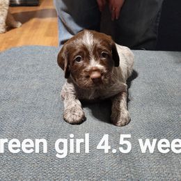 Wirehaired Pointing Griffon Puppies from Big Blue Barn