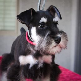 Lottie's Red Boy - Black and silver male Miniature Schnauzer puppy in Queen Creek, Arizona from Chapman Schnauzers