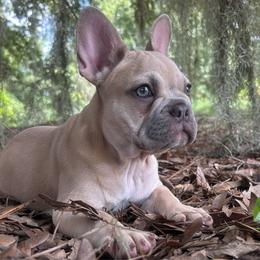 Toffee - Fawn female French Bulldog puppy in Clermont, Florida from Nala’s Nest
