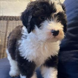 Mattie - Black and white female Sheepadoodle puppy in Joelton, Tennessee from PC Pampered Parti's