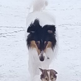 Collies from Honeycutt Hollow