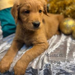 Russet - Red  male Goldendoodle puppy in Rockville, Minnesota from Bracha Poodles & Doodles