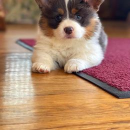French Bulldog and Pembroke Welsh Corgi Puppies from Burn 3 Farms