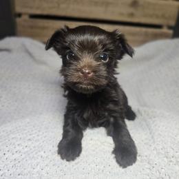 Tawny - Chocolate and tan female Yorkshire Terrier puppy in Mountain Grove, Missouri from Precious Puppies