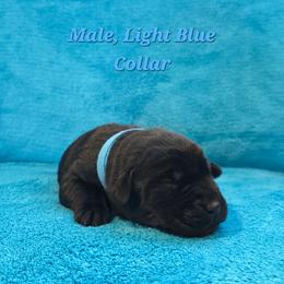 Rocky - Black male Labrador Retriever puppy in Caledonia, Ohio from 7Cs Labs