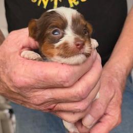 Girly 3 - Chocolate, tan and white female Yorkshire Terrier puppy in Bucyrus, Ohio from Dyer's Beauties