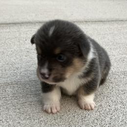 Pembroke Welsh Corgis from Corgis By Tally