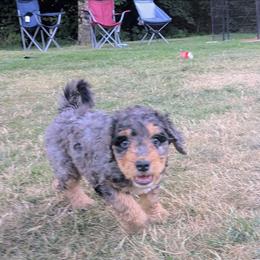 Waylon - Blue merle male Aussiedoodle puppy in Yacolt, Washington from Aussiedoodles by Maggie