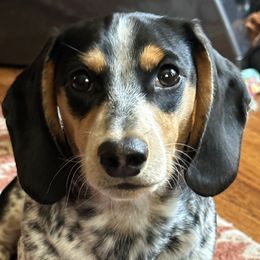 Zweigle - Dachshund