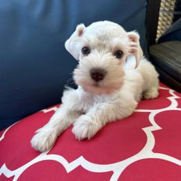 Abby - Wheaten female Miniature Schnauzer puppy in Canyon Lake, Texas from Chambers Schnauzers