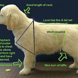 Golden Retriever Puppies from SUN-GOLDEN KENNELS