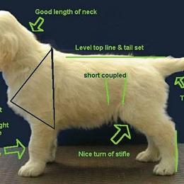 Golden Retriever Puppies from SUN-GOLDEN KENNELS