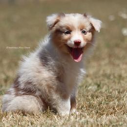 RMF2 - Red merle Australian Shepherd puppy in Chehalis, Washington from Wandering Acres Ranch