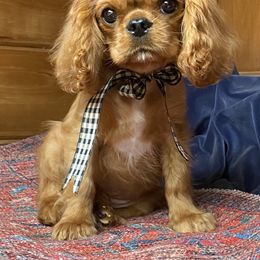 Cavalier King Charles Spaniel Puppies from Lizmere Cavalier King Charles Spaniels