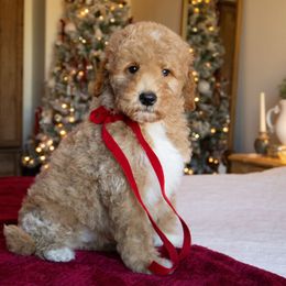 Oak - Apricot male Goldendoodle puppy in Temecula, California from Temecula Creek Doodles