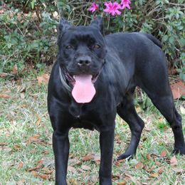 Tuna - Cane Corso