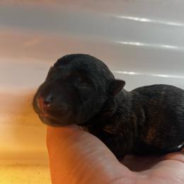 Archie - Brindle male Scottish Terrier puppy in Chattanooga, Tennessee from Oodles of Cuties!