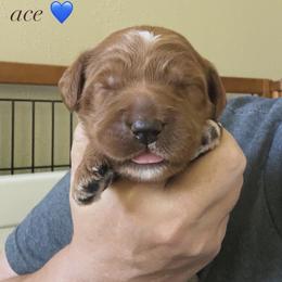 Ace - Red male Australian Labradoodle puppy in Chuluota, Florida from Delano Australian Labradoodles