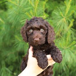 Dilly - Chocolate female Australian Labradoodle puppy in Williamstown, New York from Lewis Manor Labradoodles