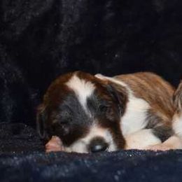 Silken Windhound Puppies from Jennifer Ceballos
