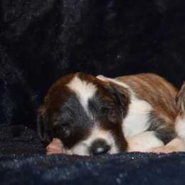 Silken Windhound Puppies from Jennifer Ceballos