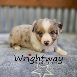 Rummy - Red merle female Miniature Australian Shepherd puppy in Dowagiac, Michigan from Wrightway Wigglebutts