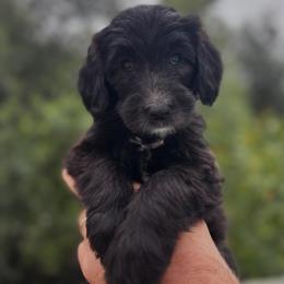 Carmel - Black and white female Sheepadoodle puppy in Claremont, California from Dots Sheepadoodles