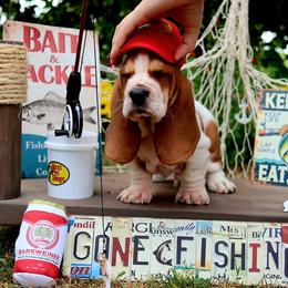 Larry - Mahogany and white male Basset Hound puppy in Pollock, Missouri from Northstar