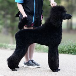 Poodle Puppies from Antigua Standard Poodles