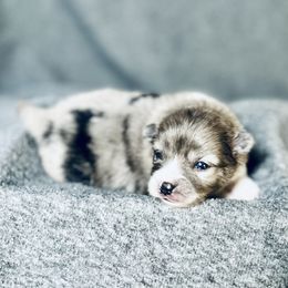 Pomeranian Puppies from Merle Paws Pomeranians