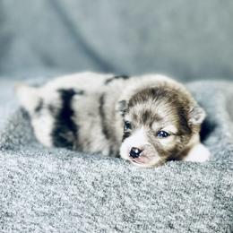 Pomeranian Puppies from Merle Paws Pomeranians