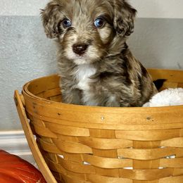 Appalachian - male Australian Mountain Doodle puppy in Bristow, Oklahoma from 10-Acre Woods Cockapoos